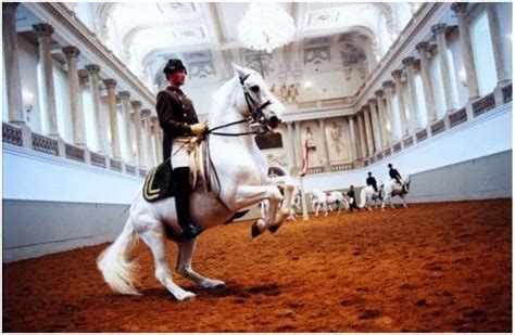 A Timeless Tradition Viennas Lipizzaner Horses Kimberlysullivan