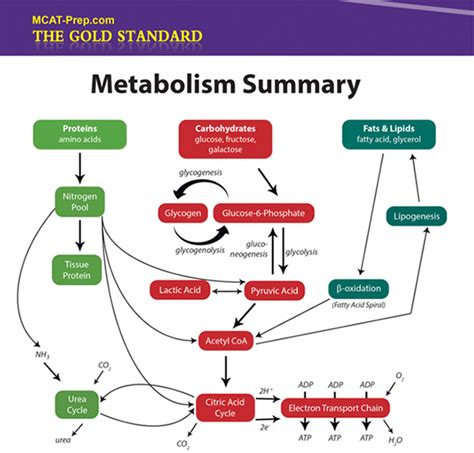 Proteins, carbohydrates , and fats move along intersecting sets of metabolic pathways that are unique to each major nutrient. This MCAT Biochemistry Review Summary website is a helpful ...