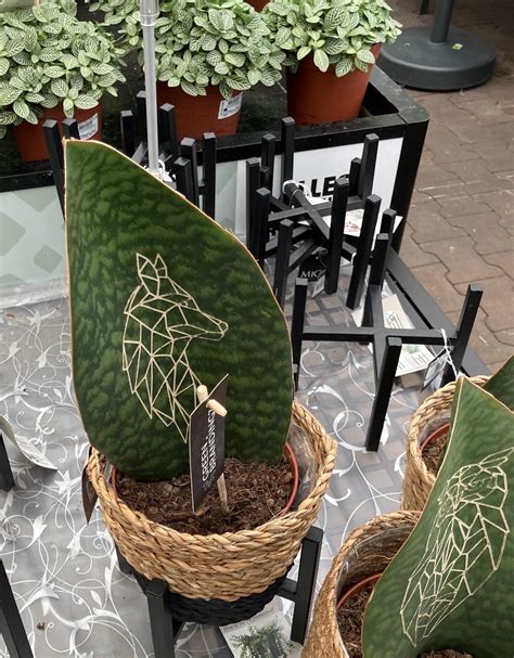Saw These At My Local Garden Center Why Rhouseplants