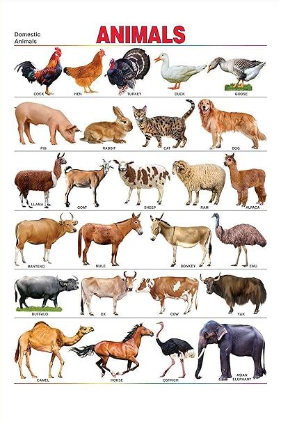 100yellow Colourful Multicolour Paper 12x18 Inch Domestic Animals