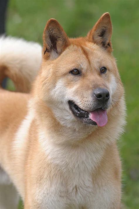 Jindo Dog Breed Information And Characteristics Daily Paws