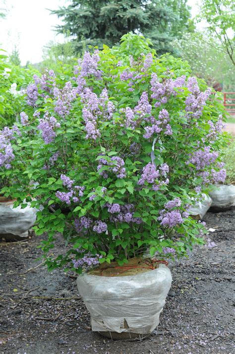 Lilac Common Purple For Sale In Boulder Colorado