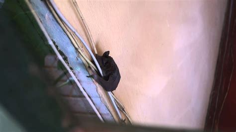 Daily new cases in botswana. Bat at Kasane Airport,Botswana - YouTube