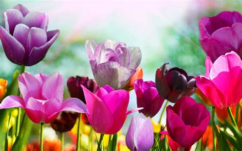 Free Download Early Spring Wallpaper Images 1920x1080 For Your