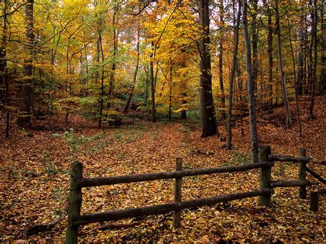 Colors Of Autumn Ampthill Forest Bedfordshire Uk Aut Flickr