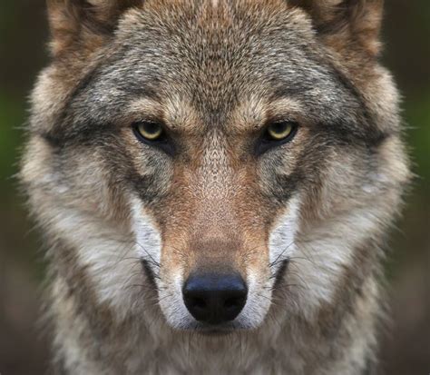 Dogs Closest Wolf Ancestors Went Extinct Study Suggests Live Science