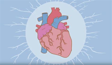 How The Heart Actually Pumps Blood Wordlesstech