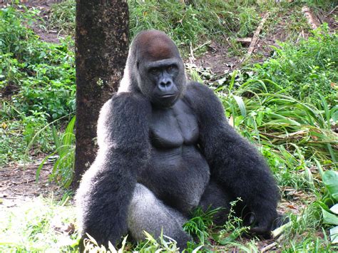 Silverback Gorilla On The Pangani Forest Exploration Trail Flickr