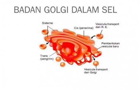 Fungsi Badan Golgi Pengertian Struktur Cara Kerjanya Lengkap