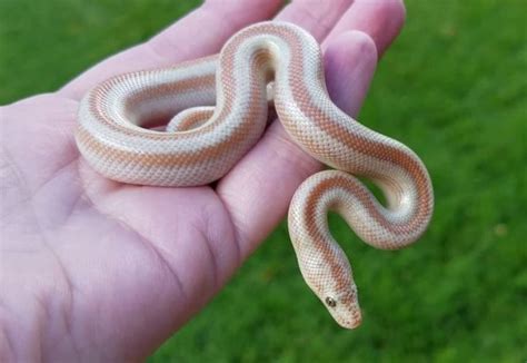 Best Substrate For Rosy Boa Reviews 2019 My Life Pets