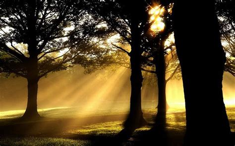 Morning Sunbeams Dancing With The Trees By Algo Via Flickr Magical