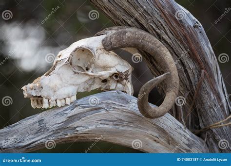 Skull A Mountain Goat Stock Image Image Of Nature Gray 74003187