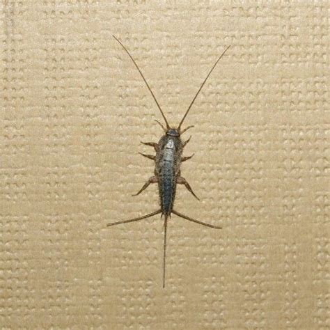 Stink bugs are active throughout all of the united states. Silverfish ..You don't want these | Termite control, Pest ...