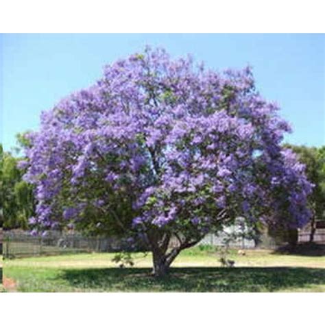 Jacaranda bonsai blue™, jacaranda mimosifolia 'sakai01'. Buy Blue Jacaranda Seeds Online - Rarexoticseeds