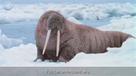 Animals Of The Ice Walruses Walrus Arctic Animals Mammals