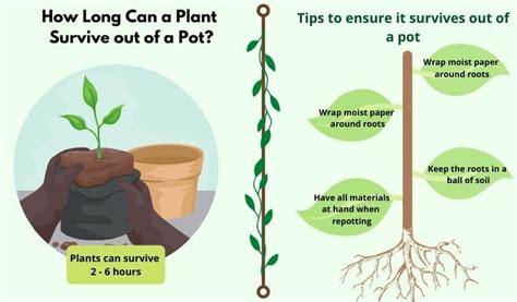 How Long Can A Plant Survive Out Of A Pot Flourishing Plants