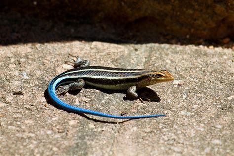A Blue Tail Skink Flickr Photo Sharing
