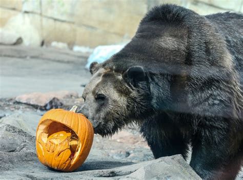 Louisville Zoo Annual Pumpkin Smash See Animals Partake In Fall Fun