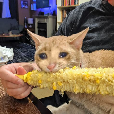 Psbattle Cat Eating Corn R Photoshopbattles