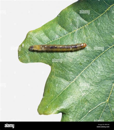 Oak Leafroller Or Tortrix Moth Tortrix Viridana Larva On Oak Leaf