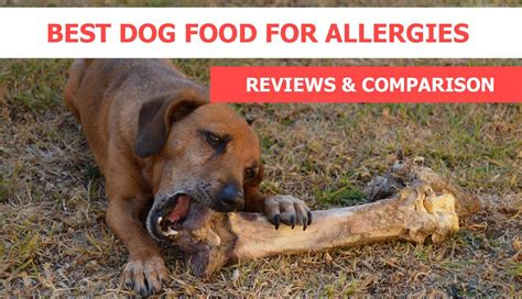 Some cats are allergic to ingredients like chicken and beef. Best Dog Food for Allergies - Reviews & Recommendations ...