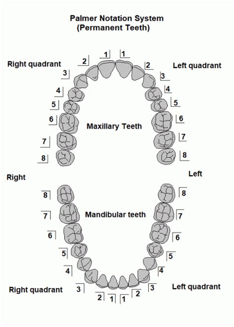 Basic Dental Terminology — S4s Dental