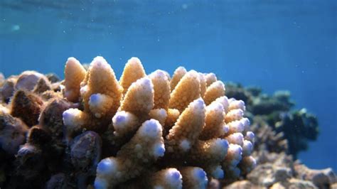 Deciphering The Mysterious Relationship Between Coral And Algae Asu News