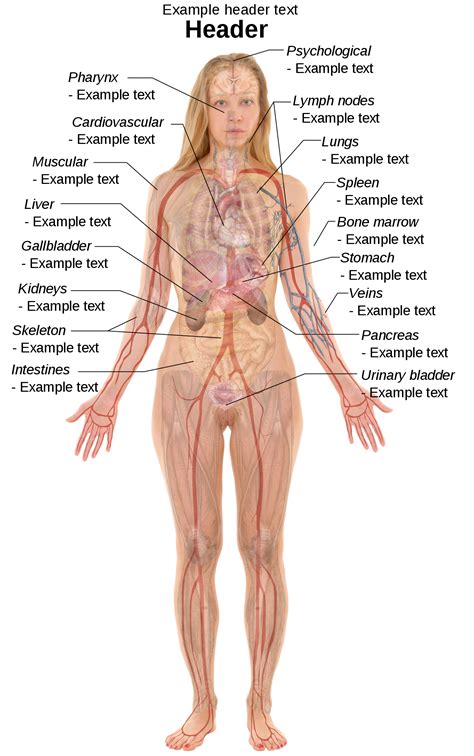 This diagram depicts anatomy female 1024×1111 with parts and labels. File:Female template with organs.svg - Wikimedia Commons