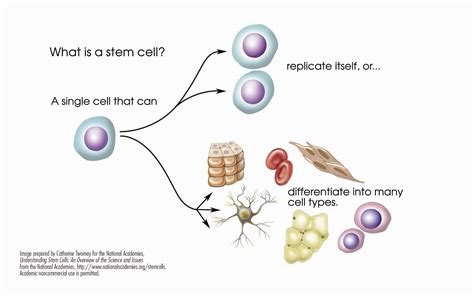 Stem Cells In Multiple Sclerosis National Ms Society