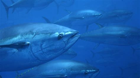 Us Moves To Roll Back Successful Atlantic Bluefin Tuna Protections