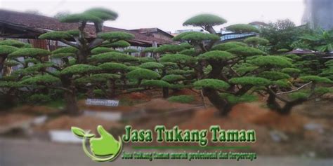 Sesuai sebutannya, coleus memang memiliki dedaunan yang warnanya beragam. Luar Biasa Tanaman Untuk Taman Kelas - Bunga Hias