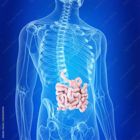 3d Rendered Medically Accurate Illustration Of The Small Intestine
