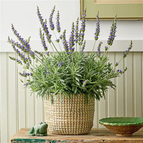 Indoor Lavender Plants White Flower Farm