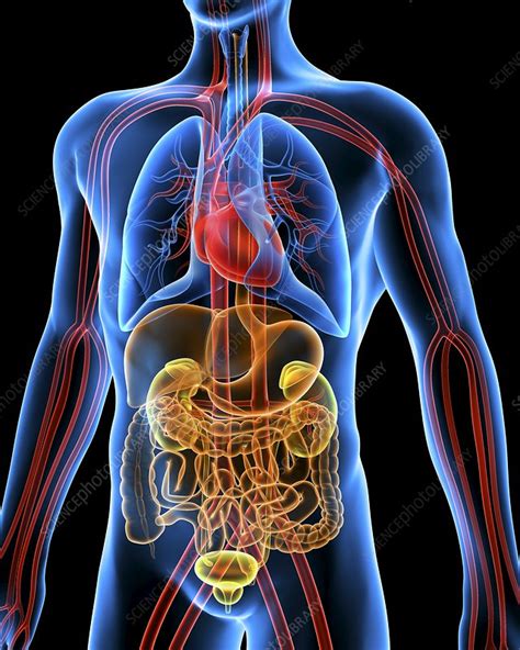 Human bone anatomy | osteology. Human anatomy, artwork - Stock Image - F004/0740 - Science Photo Library