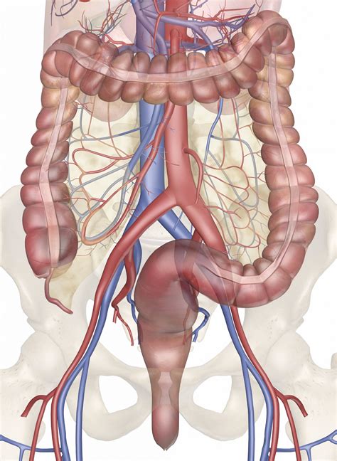 This page provides a photo gallery that presents the anatomy of the abdomen by means of ct (axial, coronal, and sagittal reconstructions). Human Intestines Diagram — UNTPIKAPPS