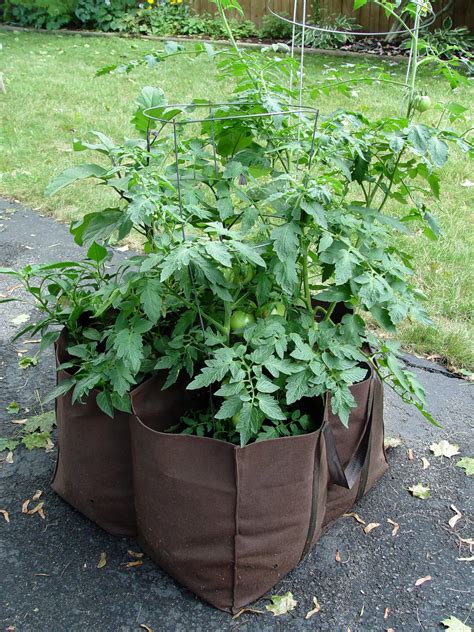 We did not find results for: Veggie-Gardening without the Garden | Garden Housecalls