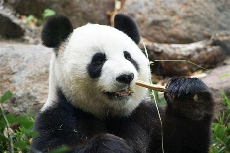 Giant Panda No Longer Endangered Quiet Corner