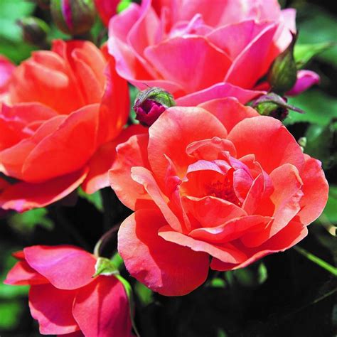 Same day delivery, low price guarantee.send flowers, baskets sale price: Peach Rose Plants For Sale Online | Knock Out® Rose Coral ...