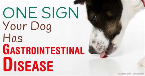 Although in older dogs it can also be a symptom of arthritis. Dogs With Excessive Licking of Surfaces Behavior Have GI ...