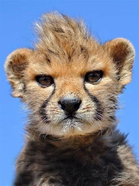Baby Cheetah Pics