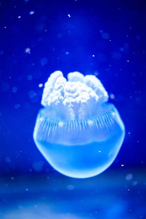 Beautiful Jellyfish Medusa In The Neon Light With The Fishes