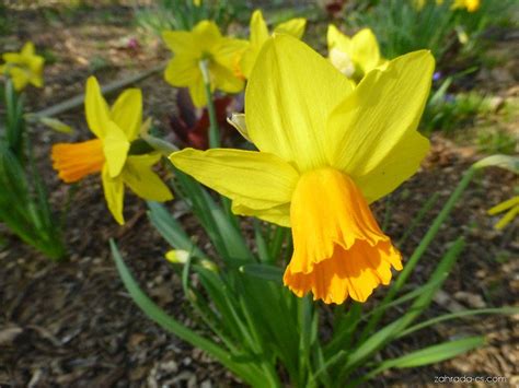Narcis Narcissus Jetfire Květy Květenství Zahrada