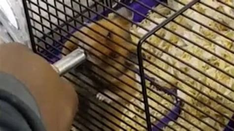 shocking video shows men dosing hamster with lsd and weed metro news
