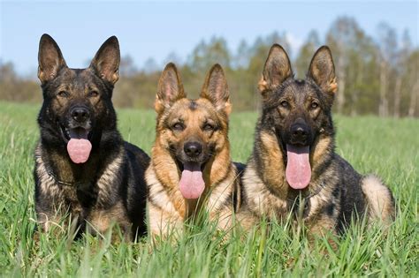 Guide To European German Shepherds Full Contact K9