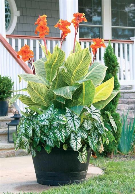 Best Summer Bulbs For Containers Canna Lilies Are Tropical Plants With