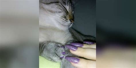 Is It Safe To Paint Your Cats Nails The Dodo