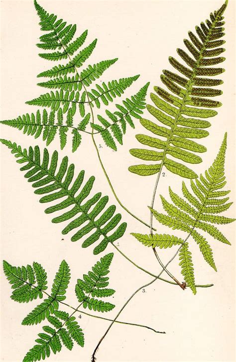 Antique Fern Print 1908 Heath Botanical By Gailsvintageprints