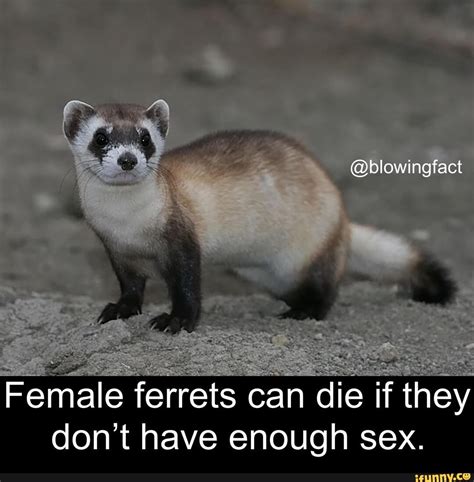Female Ferrets Blowingfact Female Ferrets Can Die If They Dont Have Enough Sex Ifunny