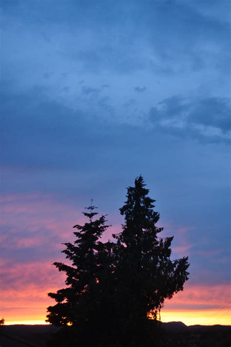 Free Images Tree Horizon Cloud Sunrise Dawn Atmosphere Dusk