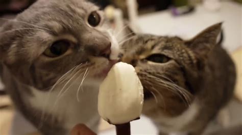 Cats Eating Ice Cream Youtube